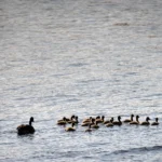 Rheinblicke