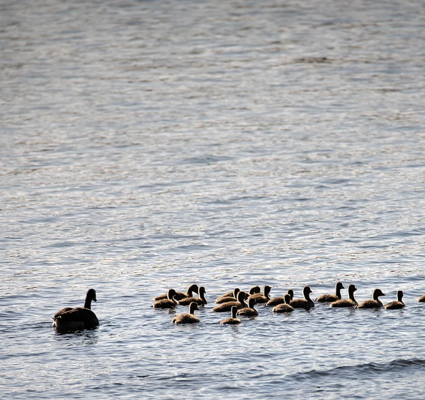 Rheinblicke