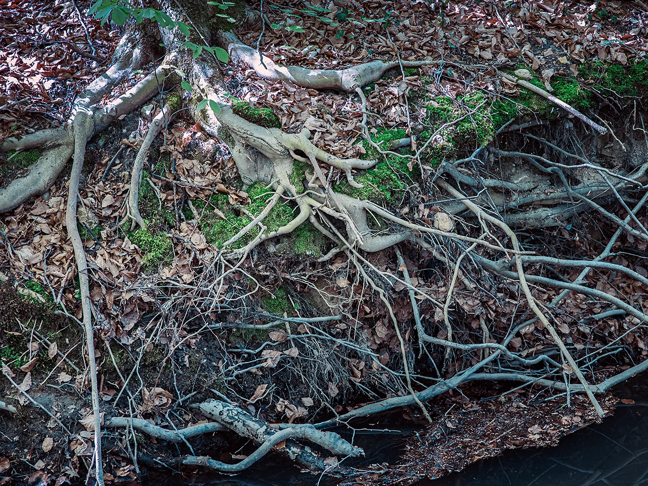 Köln, Rhein, Baumwurzel, Natur, Vegetation
